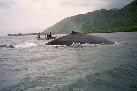 Baleines 1.jpg